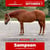 Paardadvertentie