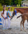 Horse ad