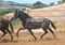 Anuncio de caballos