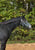 Annuncio cavallo
