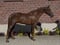 Annuncio cavallo