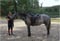 Horse ad