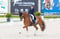 Annuncio cavallo