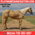 Horse ad