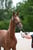 Horse ad