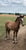 Horse ad
