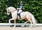 Annuncio cavallo