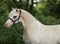 Annuncio cavallo
