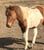 Annuncio cavallo