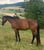 Horse ad