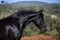 Horse ad
