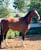 Annuncio cavallo
