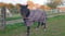 Annuncio cavallo