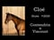 Horse ad