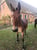 Horse ad