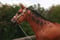 Annuncio cavallo