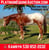 Horse ad