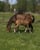 Horse ad