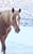 Annuncio cavallo