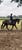 Horse ad