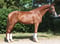 Annuncio cavallo