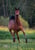 Horse ad