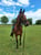 Horse ad