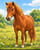 Annuncio cavallo