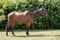 Horse ad