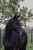 Horse ad