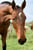 Horse ad