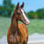 Annuncio cavallo