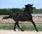 Horse ad