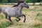 Horse ad