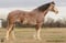 Horse ad