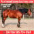 Horse ad