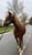 Horse ad