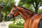 Annonce cheval
