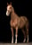 Anuncio de caballos