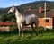 Annuncio cavallo