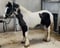 Horse ad