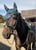 Horse ad