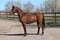 Horse ad