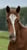 Horse ad