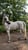 Horse ad