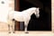 Annuncio cavallo