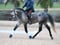 Horse ad