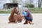 Annuncio cavallo