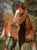 Horse ad