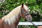 Annonce cheval